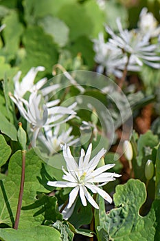 Flowering Bloodroot Sanguinaria canadensis Star, white flowers photo